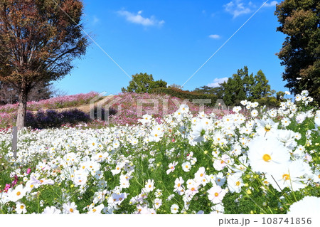 【香川県】秋の国営讃岐まんのう公園(コスモス) 【香川県】秋の国営讃岐まんのう公園(コスモス) 108741856