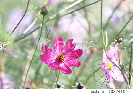【香川県】秋の国営讃岐まんのう公園(コスモスと蜂) 【香川県】秋の国営讃岐まんのう公園(コスモスと蜂) 108741870