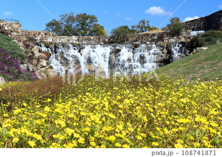 【香川県】秋の国営讃岐まんのう公園（昇竜の滝とコスモス） 108741871