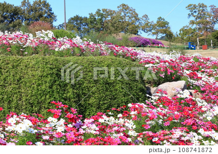 【香川県】秋の国営讃岐まんのう公園（コスモス） 108741872