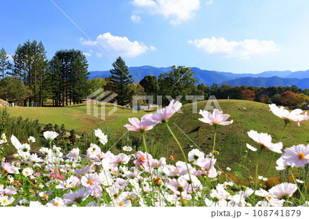 【香川県】秋の国営讃岐まんのう公園(コスモス) 【香川県】秋の国営讃岐まんのう公園(コスモス) 108741879