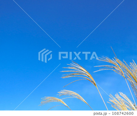秋イメージ〜青空と風にそよぐススキの風景 108742600