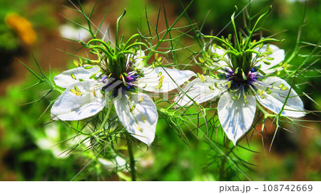 ニゲラの花のある風景 ニゲラの花のある風景 108742669