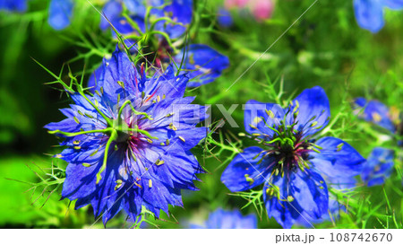 ニゲラの花のある風景 ニゲラの花のある風景 108742670