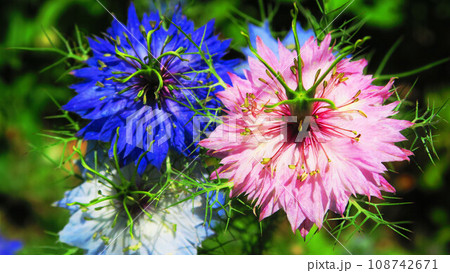 ニゲラの花のある風景 ニゲラの花のある風景 108742671