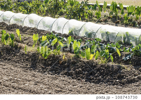 家庭菜園　収穫される里芋　農作物を育てる畑　ミニビニールハウス　自給自足生活　イメージ素材 108743730