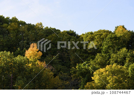 秋の大倉山の紅葉 秋の大倉山の紅葉 108744467