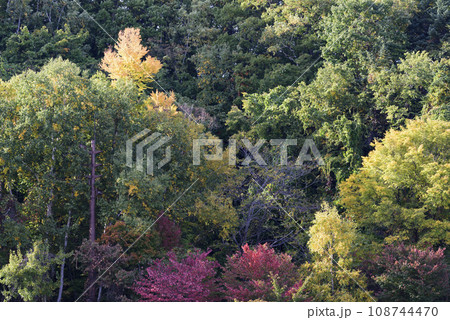 秋の大倉山の紅葉 秋の大倉山の紅葉 108744470