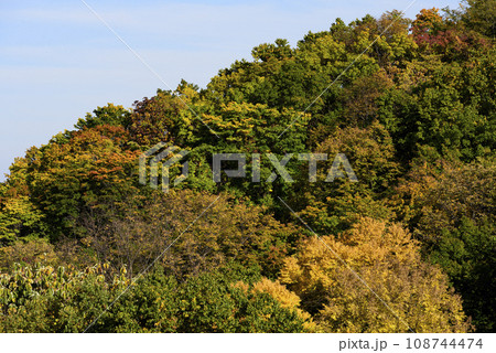 秋の大倉山の紅葉 108744474