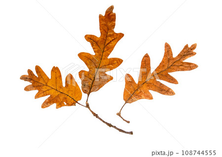 Oak tree brown autumn leaf and branch isolated on white background Oak tree brown autumn leaf and branch isolated on white background 108744555