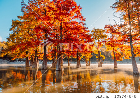 Taxodium trees with red needles. Autumnal swamp cypresses in lake with reflection and fog. 108744949