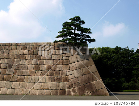 Iconic Japanese Black Pine On Old Stone Wall 108745784