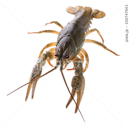 Live crayfish isolated on white background. Clipping path. 108747601
