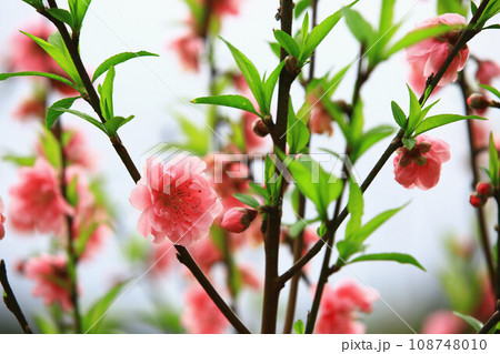 杏の花 アンズの花 あんずの花 108748010