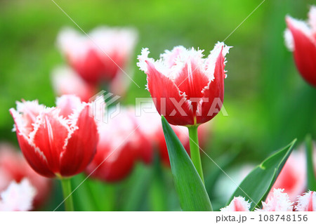チューリップ ﾁｭｰﾘｯﾌﾟ 花 108748156