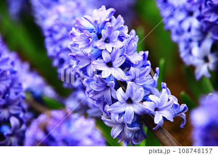花 フラワー お花 108748157