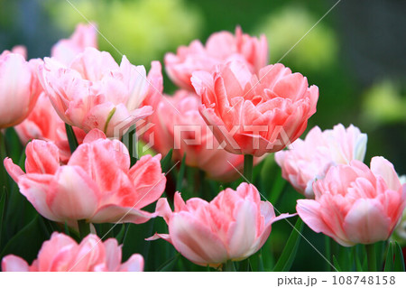 チューリップ ﾁｭｰﾘｯﾌﾟ 花 108748158