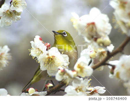 白梅の花に蜜を吸いに来ているメジロ 108748400