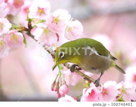 桜の花の蜜を吸いに来ているメジロ 桜の花の蜜を吸いに来ているメジロ 108748401