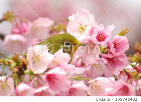 桜の花の中から顔を出すメジロ 桜の花の中から顔を出すメジロ 108748402