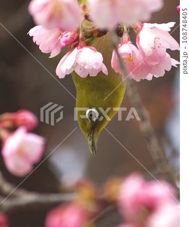 桜の花の間から顔を出すメジロ 108748405