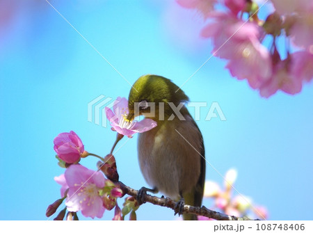 桜の花の蜜を吸うメジロ 桜の花の蜜を吸うメジロ 108748406