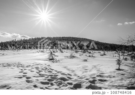 Sunny winter day at Cihadla peat-bog in Jizera Mountains, Czechia. Black and white photography. Sunny winter day at Cihadla peat-bog in Jizera Mountains, Czechia. Black and white photography. 108748416