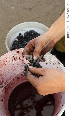the hands of a winegrower separate the berries from the branch of the grape cluster, preparing the fruit ingredient for the production of homemade red wine, sorting ripe grapes on the farm the hands of a winegrower separate the berries from the branch of the grape cluster, preparing the fruit ingredient for the production of homemade red wine, sorting ripe grapes on the farm 108748417