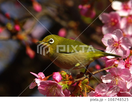桜の花に来ているメジロ 桜の花に来ているメジロ 108748525