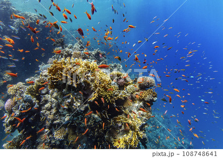 Underwater Tropical Corals Reef with colorful sea fish. Marine life sea world. Tropical colourful underwater panormatic seascape. Underwater Tropical Corals Reef with colorful sea fish. Marine life sea world. Tropical colourful underwater panormatic seascape. 108748641