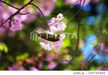 ピンク色の大寒桜の花の蜜を吸いに来たメジロ 108748860