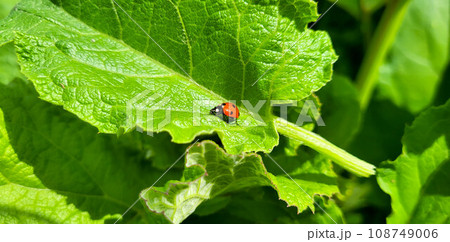Ladybug crawling on a green fresh burdock leaf Ladybug crawling on a green fresh burdock leaf 108749006