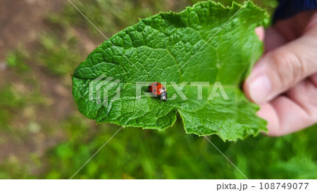 Ladybug crawling on a green fresh burdock leaf Ladybug crawling on a green fresh burdock leaf 108749077