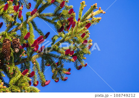 Spruce tree branch with red cones is under clear blue sky Spruce tree branch with red cones is under clear blue sky 108749212