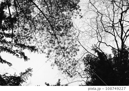 Black bare trees silhouettes are under gray cloudy sky background. Abstract photo Black bare trees silhouettes are under gray cloudy sky background. Abstract photo 108749227
