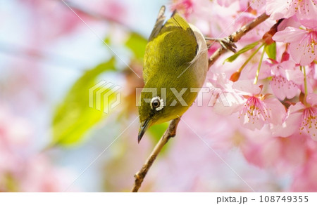 ピンクの河津桜にとまるメジロ 108749355