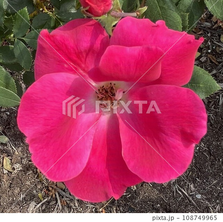 Garden Red Flower Garden Red Flower 108749965