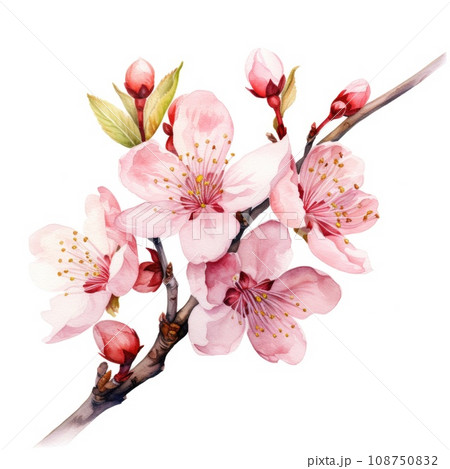 watercolor cherry blossom illustration on a white background. 108750832