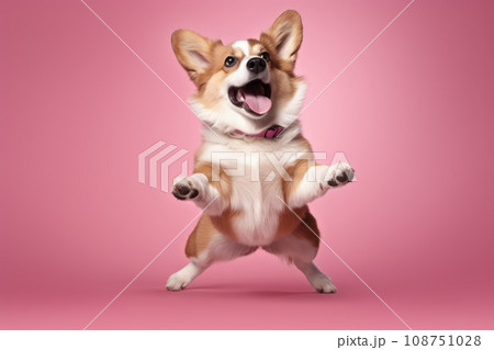 very happy dog corgi on pink pastel background very happy dog corgi on pink pastel background 108751028