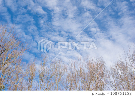 【風景・自然素材】青空と落葉した木々 【風景・自然素材】青空と落葉した木々 108751158