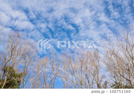 【風景・自然素材】青空と落葉した木々 【風景・自然素材】青空と落葉した木々 108751160