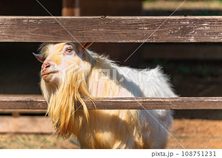[国内] 農場で木の柵の間から頭を突き出す白いヤギ。 108751231