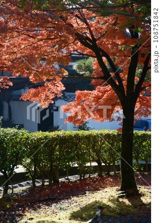秋の金戒光明寺 境内の紅葉 京都市左京区黒谷 秋の金戒光明寺 境内の紅葉 京都市左京区黒谷 108751842