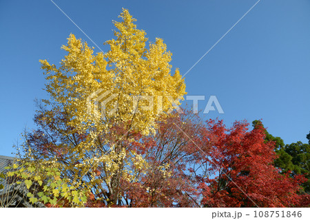 秋の金戒光明寺　境内の紅葉　京都市左京区黒谷 108751846