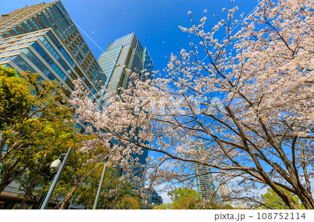 東京　港区 赤坂　東京ミッドタウンと満開の桜 108752114