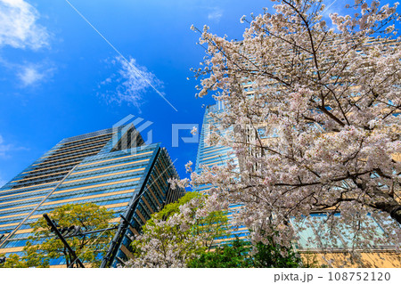 東京 港区 赤坂 東京ミッドタウンと満開の桜 東京 港区 赤坂 東京ミッドタウンと満開の桜 108752120