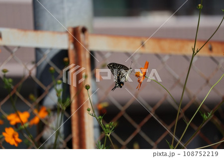 金網の前のオレンジの花びらのキバナコスモスに吸蜜に訪れるナミアゲハがいる風景 108752219