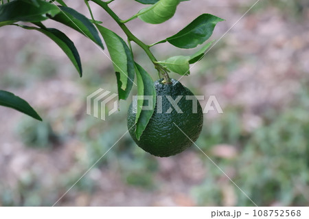 まだ緑の不知火というみかんがなっている木の枝の風景 108752568
