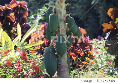 緑の実のパパイヤがなっている木がある風景 108752569