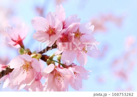 城ケ崎桜　ピンク色の花　見上げる　クローズアップ 108753262